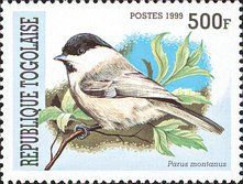 Willow Tit (Parus montanus)