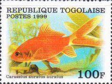 Fantail Goldfish (Carassius auratus)