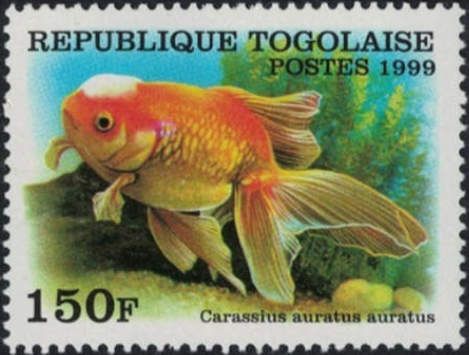 Veiltail Goldfish (Carassius auratus)