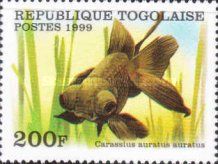 Black Telescope Goldfish (Carassius auratus)