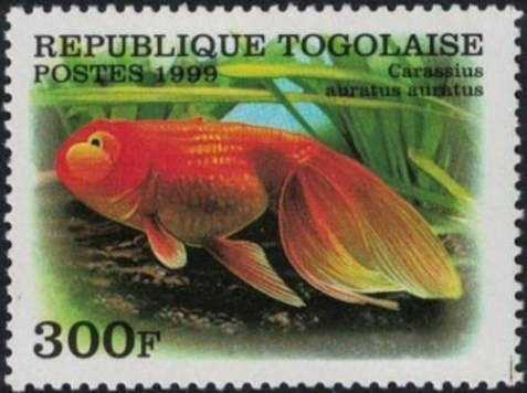 Pearlscale Veiltail Goldfish (Carassius auratus)