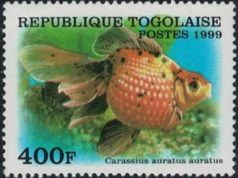 Comet-tailed Goldfish (Carassius auratus)