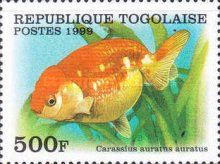 Lionchu Goldfish (Carassius auratus)