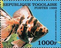 Ryukin Goldfish (Carassius auratus)