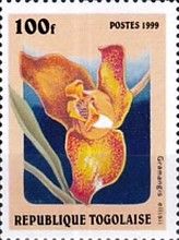 Grammangis ellisii