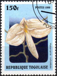 Habenaria columbae