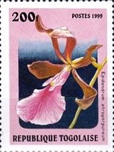 Epidendrum atroporpureum
