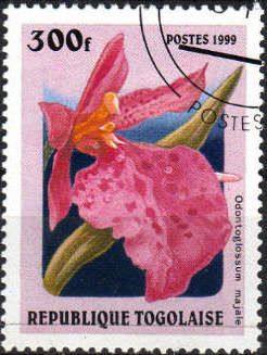 Odontoglossum majale