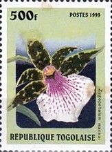 Zygopetalum mackai