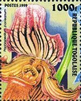 Paphiopedilum pairleanum