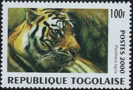 Tiger (Panthera tigris)