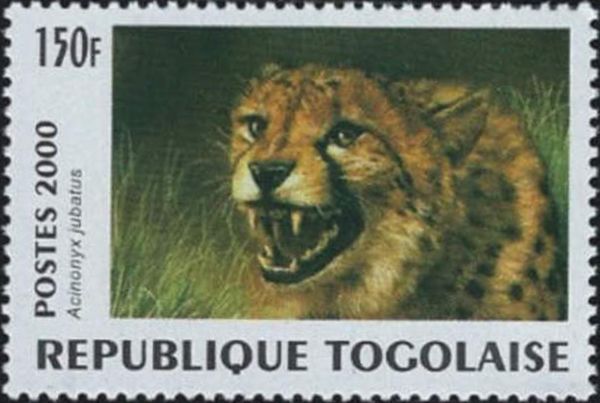 Cheetah (Acinonyx jubatus)