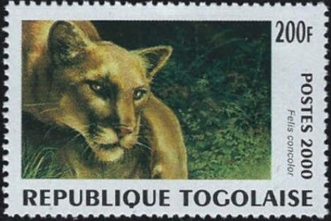 Puma (Felis concolor)