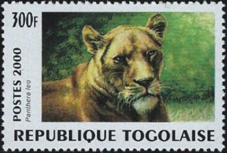 Lion (Panthera leo)