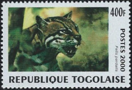 Ocelot (Felis pardalis)