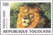 Lion (Panthera leo)