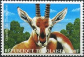 Thomson Gazelle (Eudorcas thomsonii)