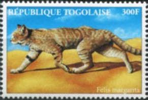 Sand cat (Felis margarita)