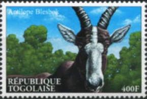 Blesbok (Damaliscus dorcas phillipsi)
