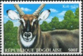 Waterbuck (Kobus ellipsiprymnus)