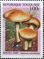 Poisonpie mushroom (Hebeloma crustuliniforme)