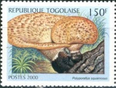 Polyporellus squamosus