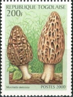 Sponge mushroom (Morchella deliciosa)