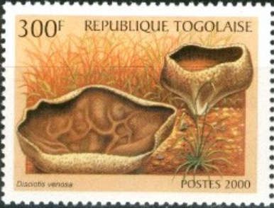 Veiny cup fungus (Disciotis venosa)