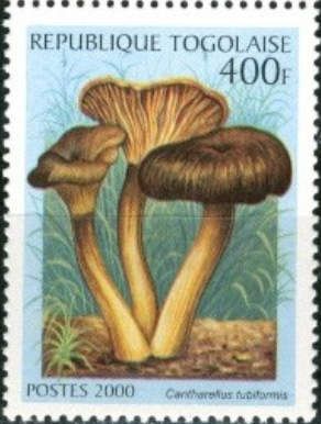 Cantharellus tubiformis
