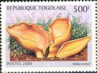 Bookmark (Otidea onotica)