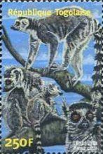 Ring-tailed Lemur (Lemur catta)
