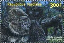 Western Gorilla (Gorilla gorilla)
