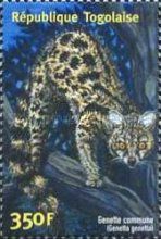 Common Genet (Genetta genetta)