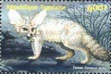 Fennec Fox (Vulpes zerda)