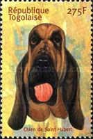 Bloodhound
