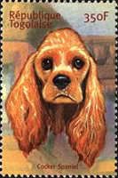 Cocker spaniel