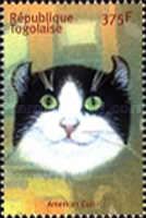 American Curl