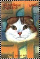 Scottish Fold