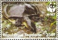 Senegal Soft-shelled Turtle (Cyclanorbis senegalensis)