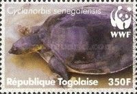 Senegal Soft-shelled Turtle (Cyclanorbis senegalensis)