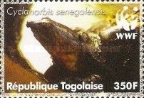 Senegal Soft-shelled Turtle (Cyclanorbis senegalensis)
