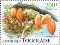 Theobroma cacao