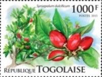 Synsepalum dulcificum