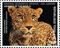 Panthera pardus saxicolor