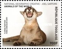 Panthera concolor coryi