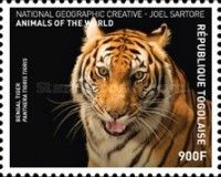 Panthera tigris tigris