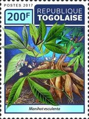 Cassava (Manihot esculenta)