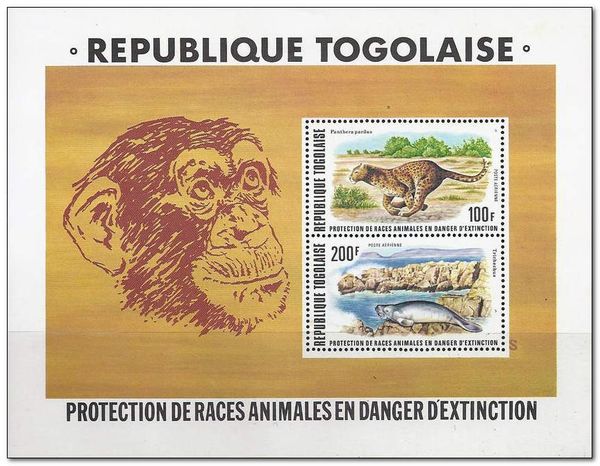 Leopard (Panthera pardus), African Manatee (Tricheus senegal