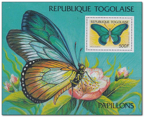 Giant Blue Swallowtail (Papilio zalmoxis)