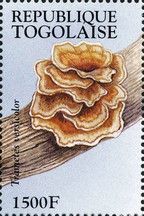 Turkey Tail (Trametes versicolor)